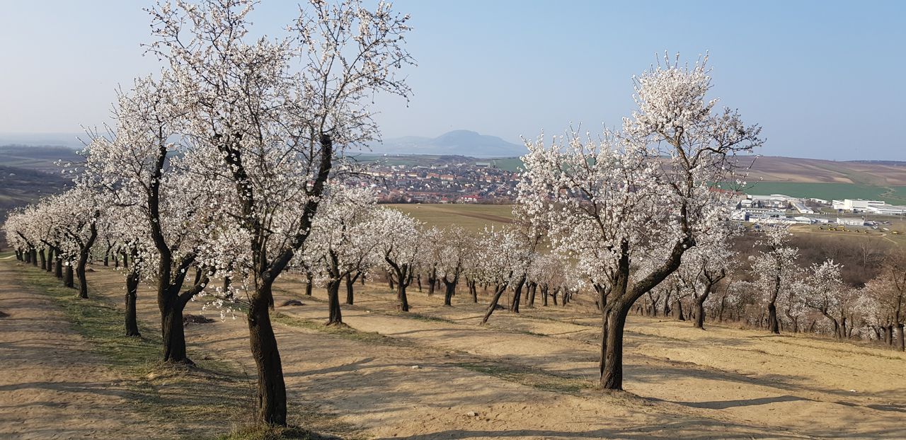 Mandloně